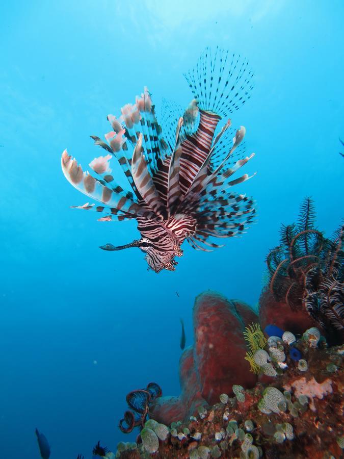 Jukung Dive Resort Bali Amed מראה חיצוני תמונה