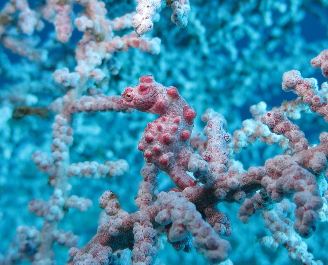 Jukung Dive Resort Bali Amed מראה חיצוני תמונה
