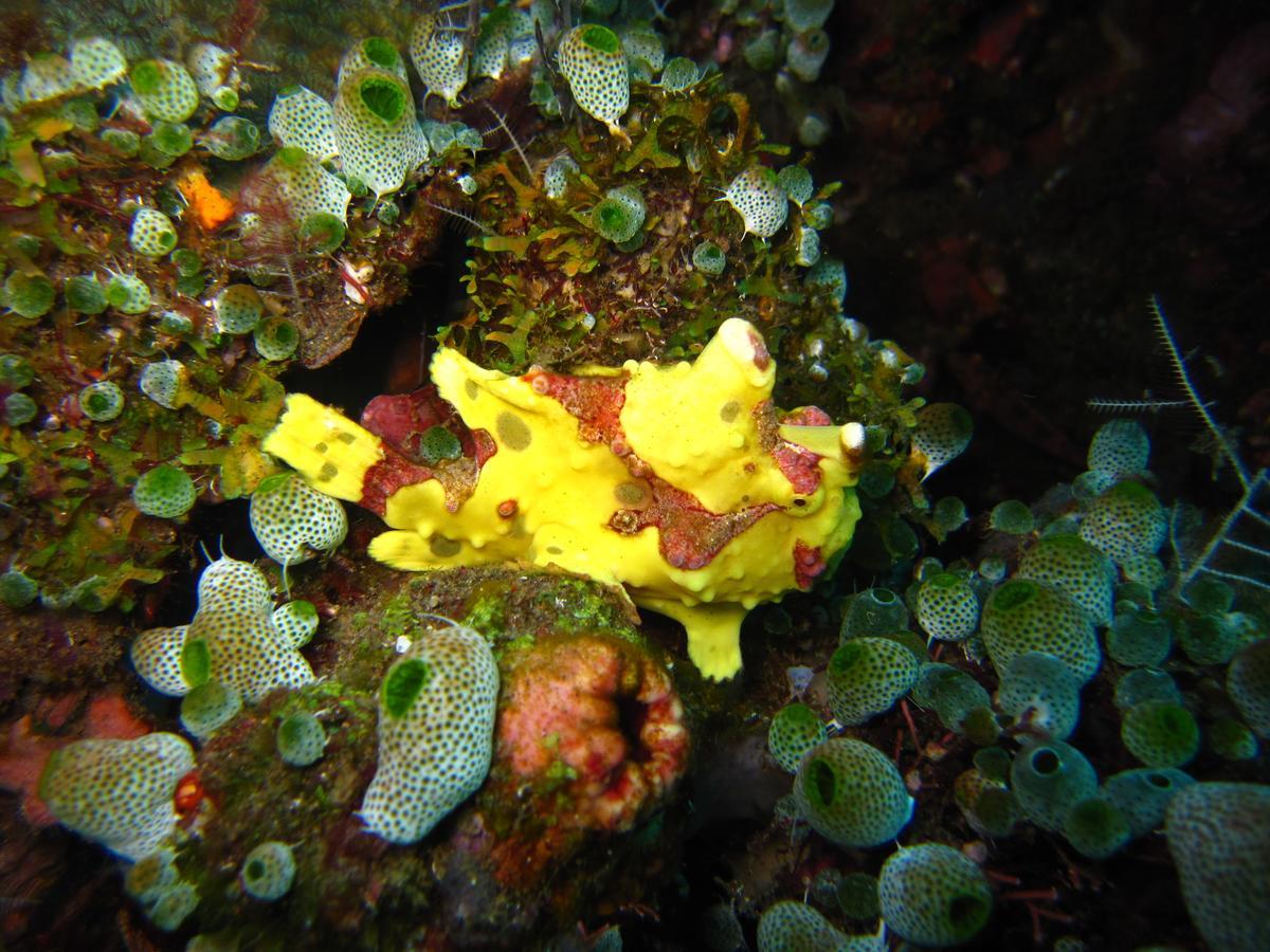 Jukung Dive Resort Bali Amed מראה חיצוני תמונה
